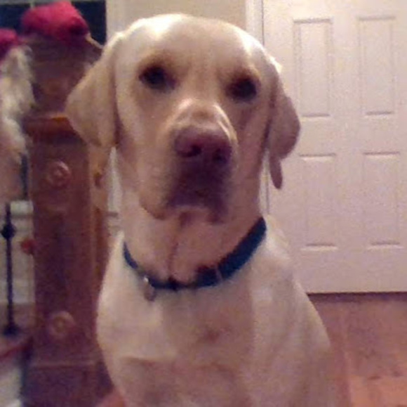 Meet your Posher, Gray - Picture 1 of 1